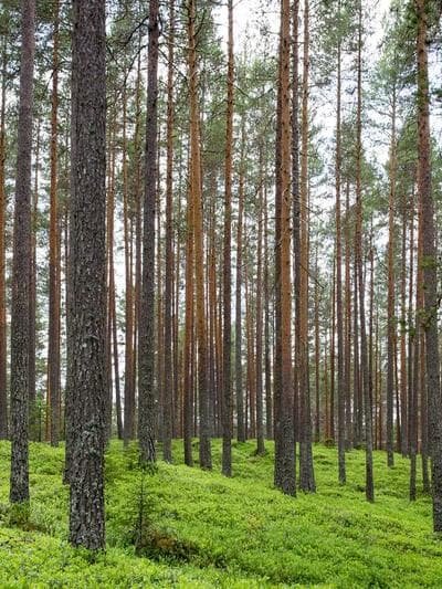 Hammer Coral — Branching
