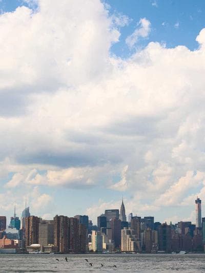 Brain Coral — Trachyphyllia