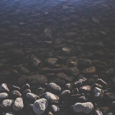 Acropora — Tri-Color