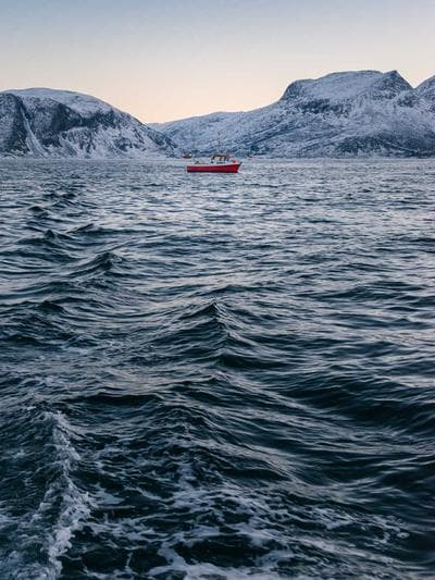 Zoa Garden — Mixed
