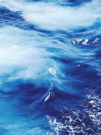 Blue Leg Hermit Crab